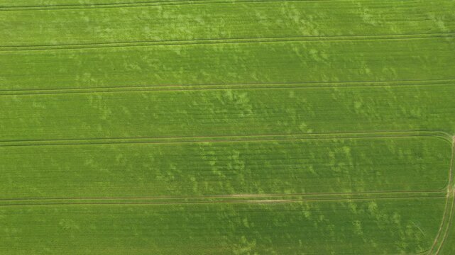 Nadir striped green crop with faint tractor tracks