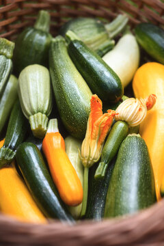 Basket with mixed zucchini and blossom, fresh vegetables composition, farm to table concept. Green and yellow squash close-up, natural light, rustic style