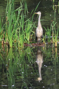 the grey heron (Ardea cinerea)