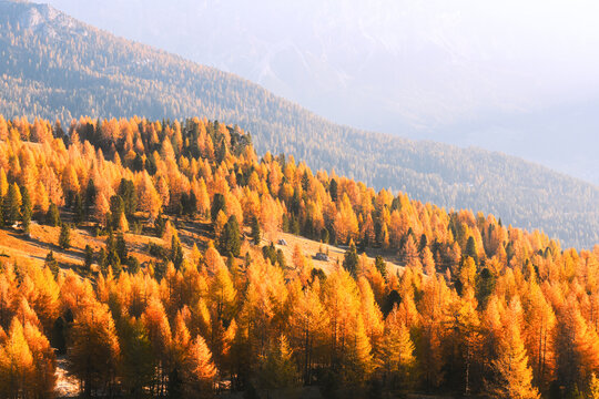 Autumn larch forest covers mountain slopes in warm morning light in the Dolomites. Vibrant fall colors create a striking alpine landscape in northern Italy