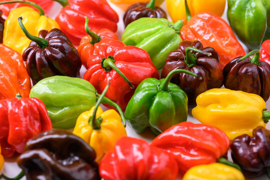 Assorted habanero peppers in different colors tightly packed, top view. Fresh chili mix, organic vegetables, colorful food pattern