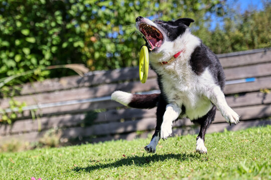 Border Collie