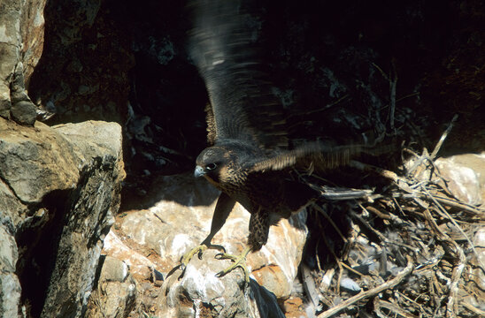 Peregrine Falcon, Falco peregrinus young puppy ready to fly out of the nest.