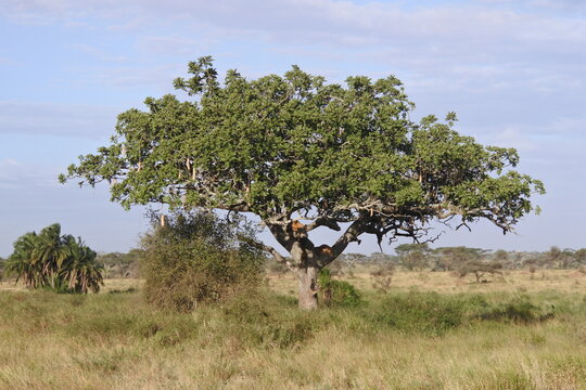 Leberwurstbaum und Palmen mit L&ouml;wen in der Serengeti	