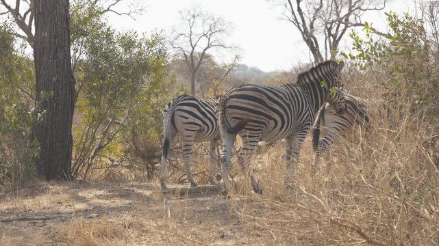Herd of plains zebras walking across the savanna in Kruger National Park, South Africa, African wildlife