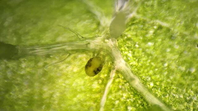 Microscopic close up of Two-Spotted Spider Mite (Tetranychus urticae) on a Stinging Nettle leaf vein