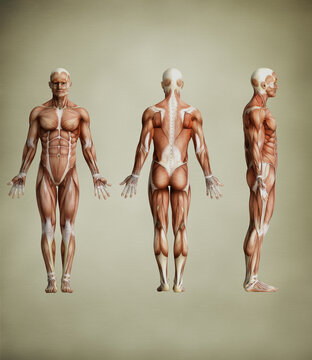 Human Muscular System Anatomy Chart Showing Front, Back And Side Muscle Structure For Study