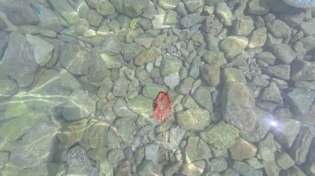 Horizontal 4k slow motion video of a golden dry autumn leaf floating peacefully on crystal clear sea surface over shallow pebble seabed under sunny daylight