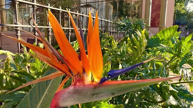 Close up video of vibrant orange and blue Strelitzia reginae flower (Bird of Paradise) swaying gently in soft natural light. Perfect for botany, nature, wellness, or home decor project