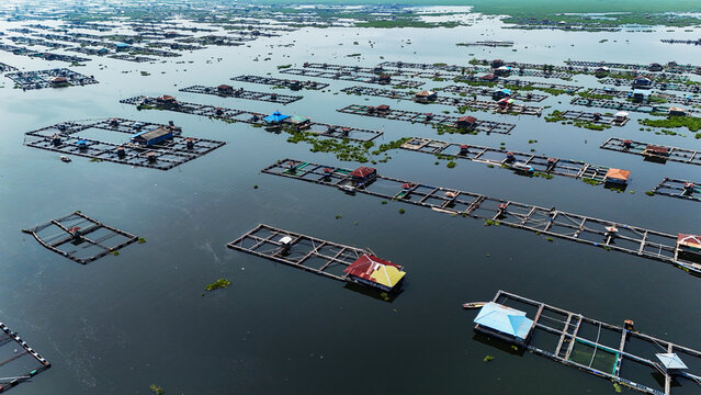 Aerial view of the extensive floating fish farms on the calm waters of Waduk Cirata in Cianjur, West Java, Indonesia.