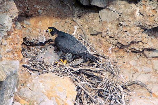 Pilgrim Falcon, Peregrine falcon nesting in headwall Falco Pellegrino (Falco peregrinus) Alghero (SS), sardegna. Italia