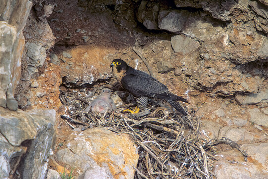Pilgrim Falcon, Peregrine falcon nesting in headwall Falco Pellegrino (Falco peregrinus) Alghero (SS), sardegna. Italia