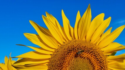 Close-up of a large, vibrant sunflower flower illuminated by brilliant morning sunshine against a deep blue sky. A striking contrast between the golden-yellow petals and intense blue background. © Sibylle