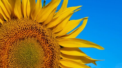 Close-up of a large, vibrant sunflower flower illuminated by brilliant morning sunshine against a deep blue sky. A striking contrast between the golden-yellow petals and intense blue background. © Sibylle