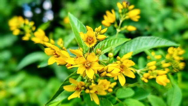 Close-up of yellow loosestrife (Lysimachia vulgaris) with warm yellow tones and lush green foliage growing naturally in a forest in Switzerland.
