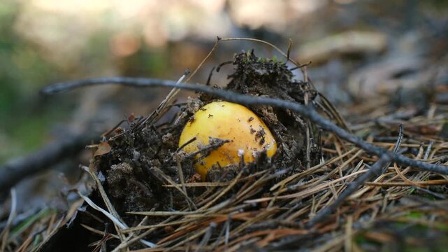 Small jeweled amanita mushroom with a bright yellow cap emerging from the pine needle covered forest floor, pushing through the soil and debris to reveal its rounded top in a natural setting