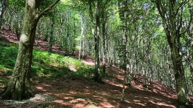 Walking in the beech forest of Val di Ranco - Umbria - Italy