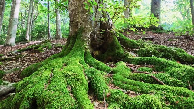 Walking in the beech forest of Val di Ranco - Umbria - Italy