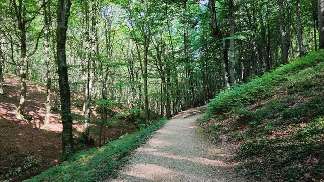 Walking in the beech forest of Val di Ranco - Umbria - Italy