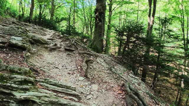 Walking in the beech forest of Val di Ranco - Umbria - Italy