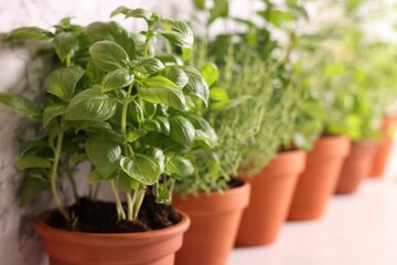 Fototapeta premium Different aromatic herbs in pots on light table near wall indoors, selective focus