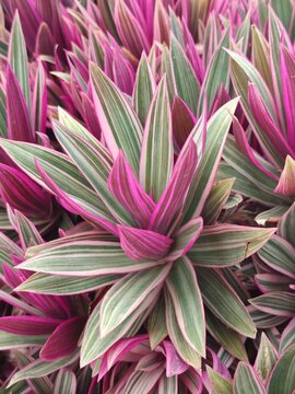 Top View of Variegated Oyster Plant Tradescantia Spathacea Tricolor Leaves.