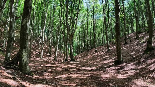 Walking in the beech forest of Val di Ranco - Umbria - Italy