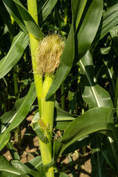 Young corn cobs growing on green stalks in an agricultural farm field