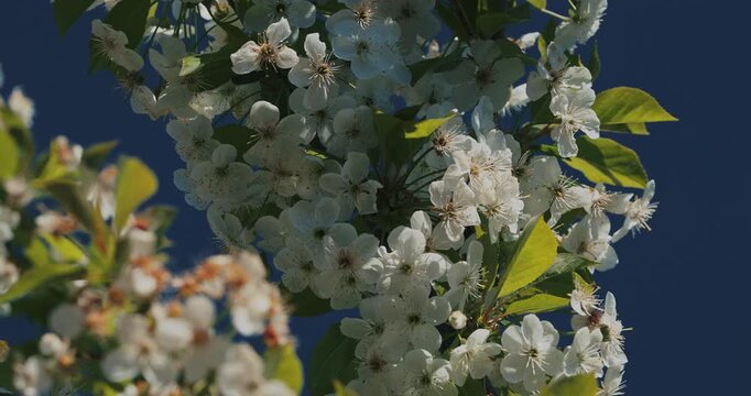 White Cherry blossoms Prunus on tree branch against blue sky in spring