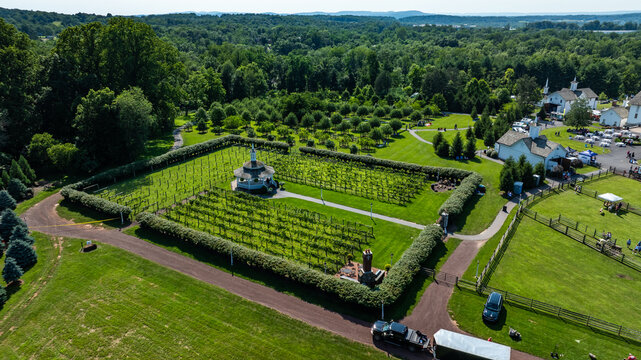 A vineyard is seen with neat rows of grape vines and lush green trees around it. Visitors are walking by and enjoying the warm weather. This scene captures summer in an open field.