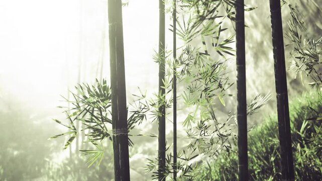 Minimalist bamboo silhouettes with clean light, repeating vertical rhythm, understated palette, modern aesthetic suitable for interior design, branding,