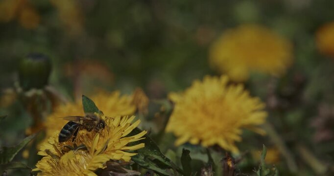 Honey Bee Apis mellifera on Dandelion Taraxacum in spring meadow