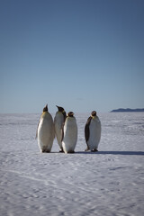 Emperor Penguins © Nadia