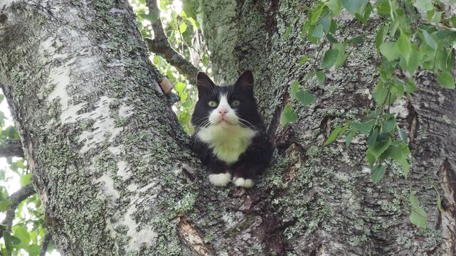 4K video of a curious house cat in a tree. Funny video of a cat. Catching birds from a hiding spot