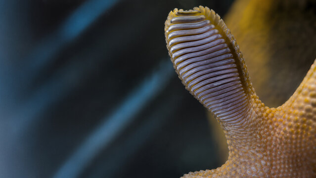 Lamelles de patte de gecko agripp&eacute;es au verre