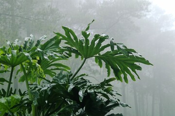 close up of fresh philodendron plants in the garden with vibrant green leaves and misty forest in background,  with negative space perfect for nature-themed content backdrop.  © muhtadi