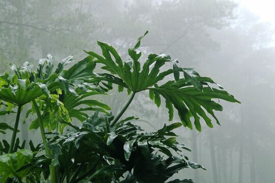 close up of fresh philodendron plants in the garden with vibrant green leaves and misty forest in background,  with negative space perfect for nature-themed content backdrop. 