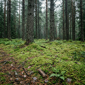 Old growth pine woodland with a vibrant mossy floor and towering trunks under soft diffused daylight