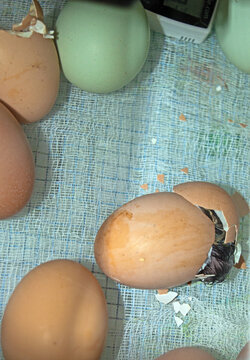 Chick begins emerging from egg