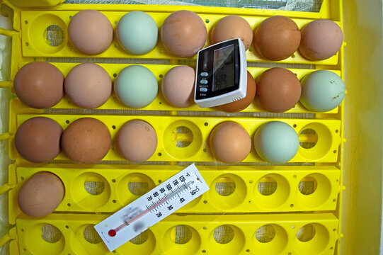 Incubation process begins