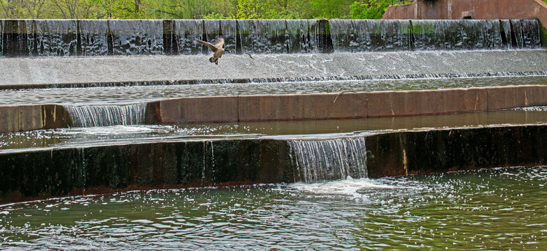 Flying goose and flowing water
