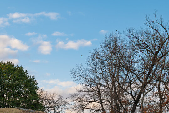 Silhouette of bare winter trees against a bright blue sky with white clouds in Japan landscape