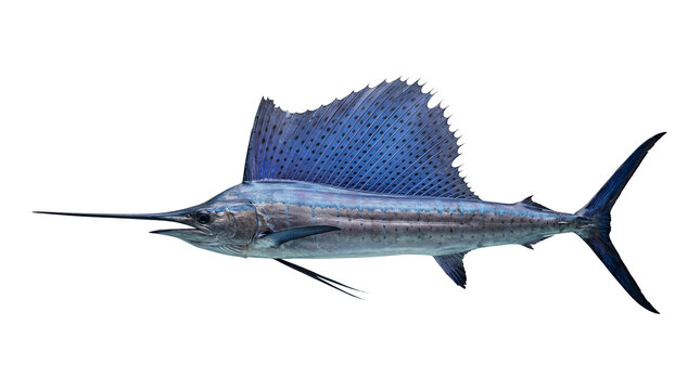 Detailed side profile of a sailfish with its large dorsal fin extended, isolated on a grey background, showcasing its blue and silver scales.