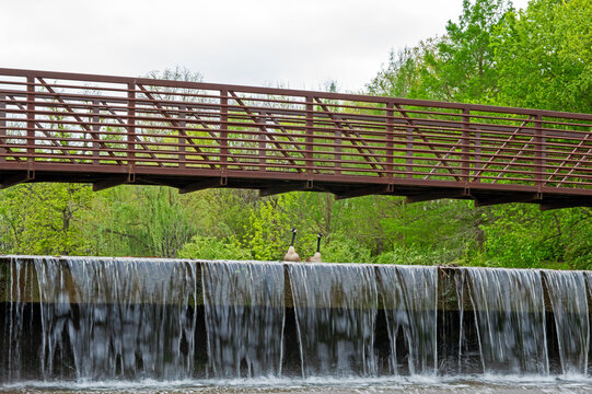 Geese assessing waterfall