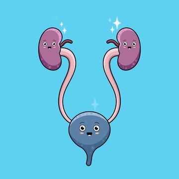 Motion graphics of human internal organs specifically the kidneys and bladder designed with a cute and whimsical concept. Blinking, sparkling eyes.
