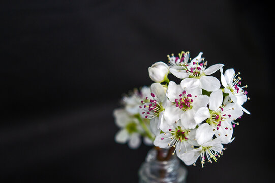 Beautiful ornamental pear tree blossoms