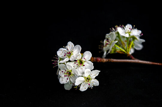 White flowering tree branch on black background
