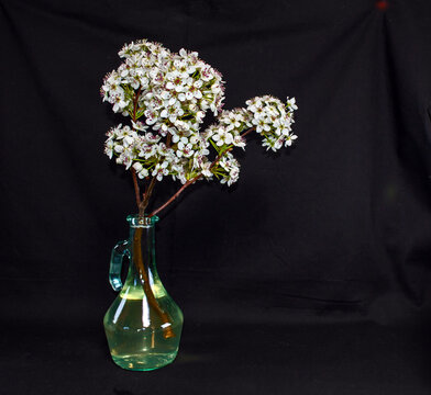 Vintage vase holding blooming tree branch