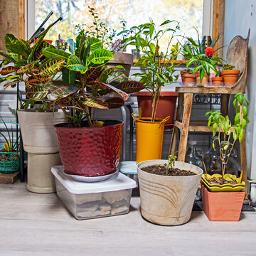 Indoor jungle collection of house plants