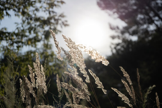 Beautiful photo featuring feather grass stalks glowing in the bright summer sunlight. Tall golden stems stand against a dark forest background creating contrast. Charming nature scene.